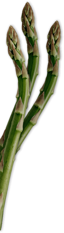 Spargel