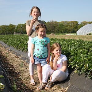 Kinder genießen frische Erdbeeren vom Feld