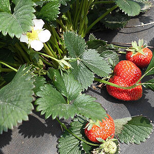 Erdbeeren frisch vom Feld