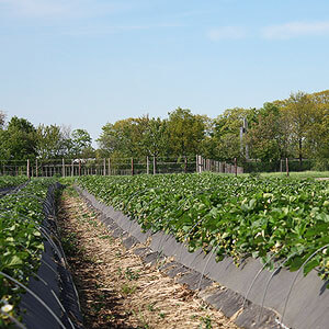 Unser nachhaltiges Erdbeerfeld