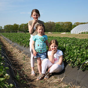 Kinder genießen leckere Erdbeeren auf dem Feld