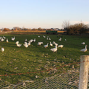 Suppenhühner, Perlhühner und Gänse auf dem Feld