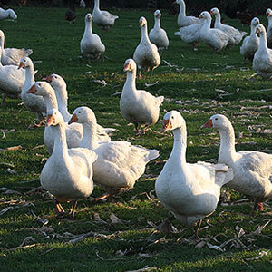 Gänse aus regionaler Haltung auf dem Feld