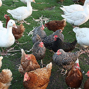 Artgerechte Hühner- und Gänsehaltung auf dem Eggenhof
