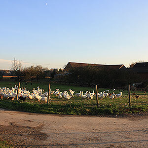 Feldweg vorbei am Außenbereich der Hühner und Gänse vom Eggenhof