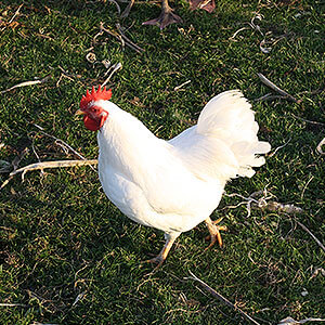 Weißes Huhn im Aussenbereich vom Eggenhof