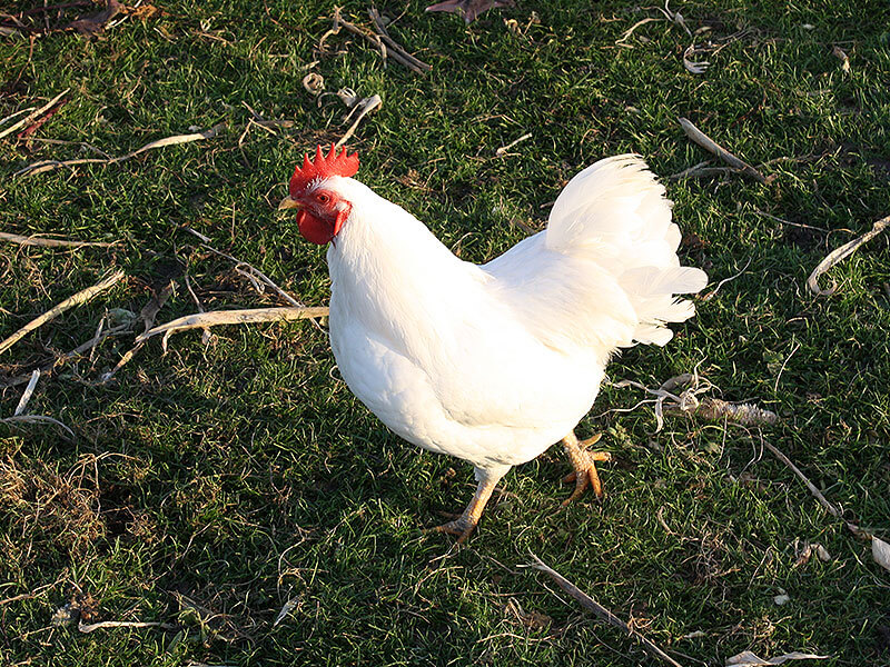 Weißes Huhn