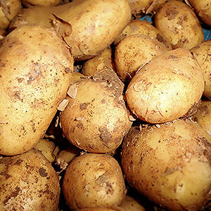 Leckere Kartoffeln vom Eggenhof