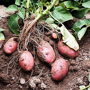 Rote Kartoffeln stehen kurz vor der Ernte